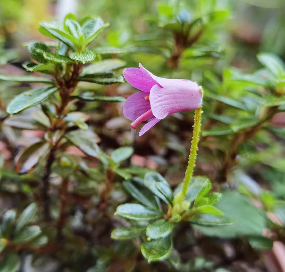 Rhododendron campylogynum 'myrtilloides'